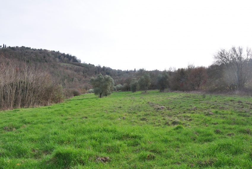 Erosina semionativo e oliveto1